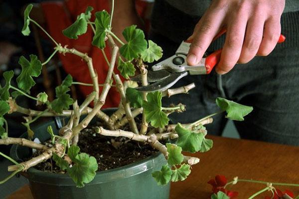 Cutting geraniums