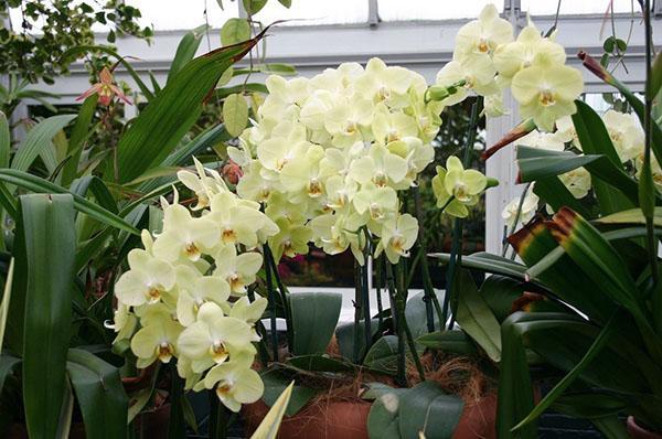 La floraison des orchidées plaît à l'œil