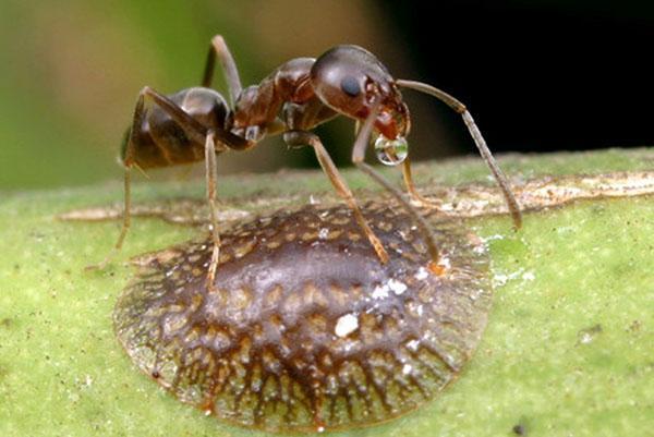Schaal insect en mier