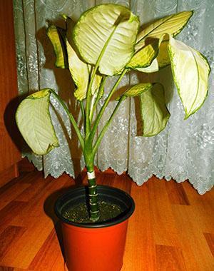 ใบ Dieffenbachia เปลี่ยนเป็นสีเหลือง