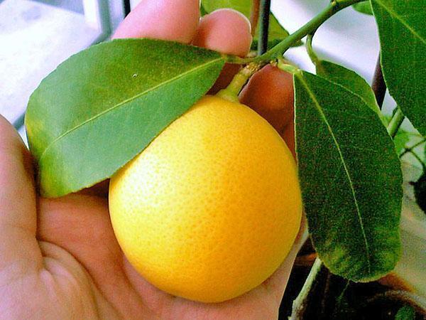 Meijera pārsteidzošais iekštelpu citrons