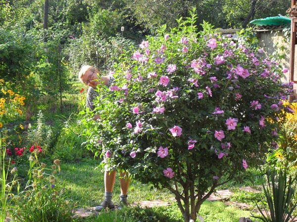 Växande hibiskus i centrala Ryssland