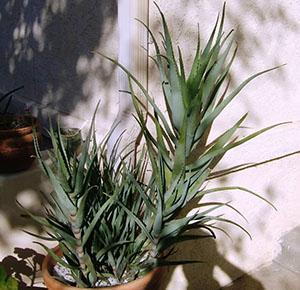 Aloe ist eine der unprätentiösesten Pflanzen