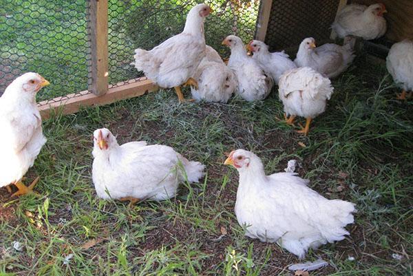 Broilers in a summer enclosure on the grass