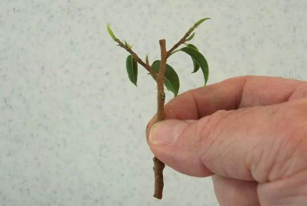 Ficus stalk, prepared for rooting