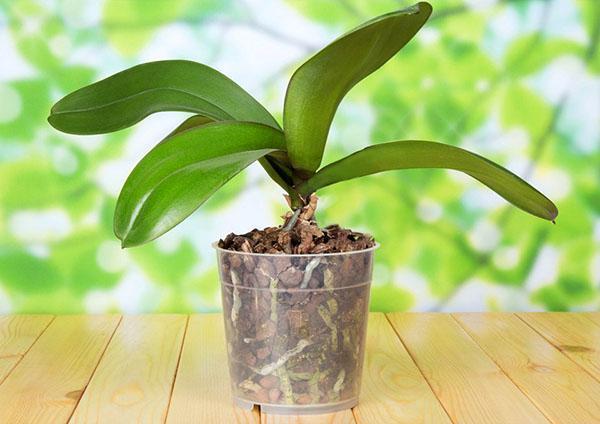 Creëer een stressvolle situatie voor de orchidee om te bloeien