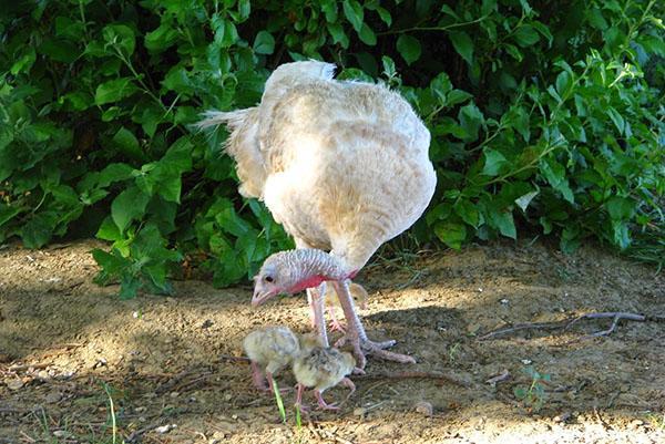To raise healthy offspring of turkeys, it is necessary to establish their proper nutrition.