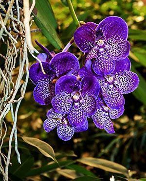 Nuostabioji Vandos orchidėja