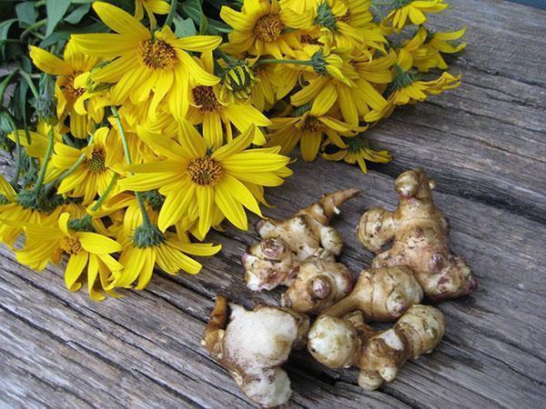 Цветя и картофи от ерусалимски артишок