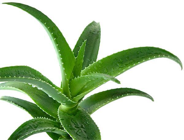 For medicinal purposes, use a 3-year-old aloe