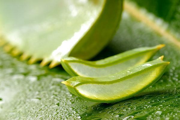 An adult plant is used to prepare aloe extract.