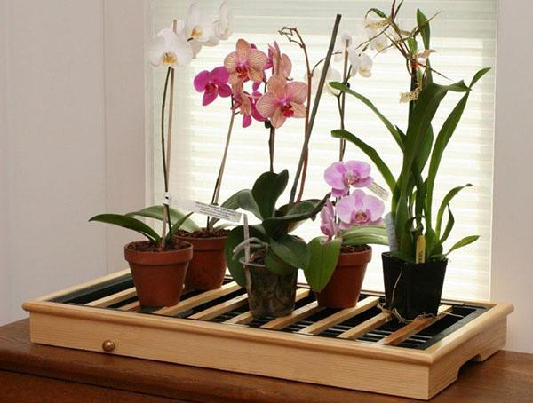 Phalaenopsis-orkidean menestyvän kehityksen ja kukinnan kannalta tarvitaan erityisiä olosuhteita