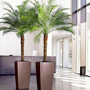Date palm in the interior of a public building