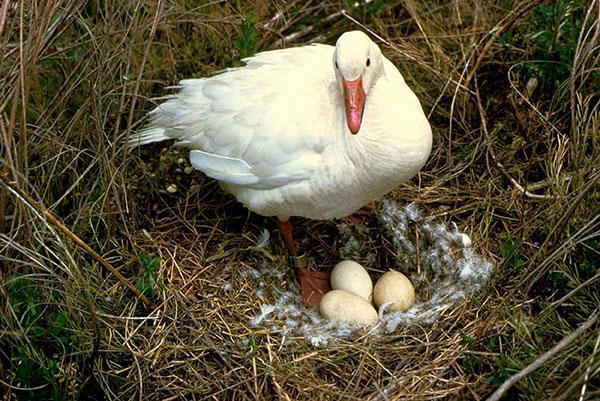 Une oie ouvrant un nid pour la reproduction