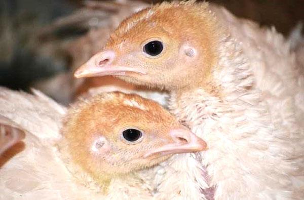 I polli di tacchino hanno maggiori probabilità di soffrire di varie malattie rispetto agli uccelli adulti.