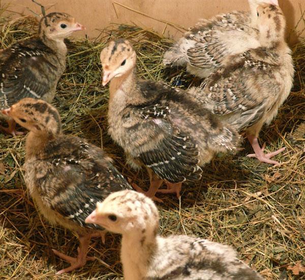 Turkey poults in comfortable conditions