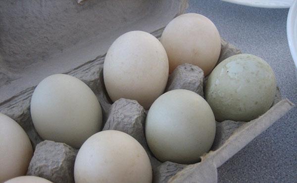 Ančių kiaušinius laikykite vėsioje vietoje