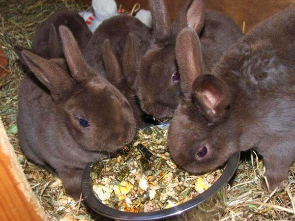Når kaninerne spiser alt foder alene, fjernes de.