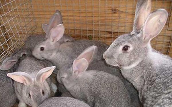 Coniglio con coniglietti