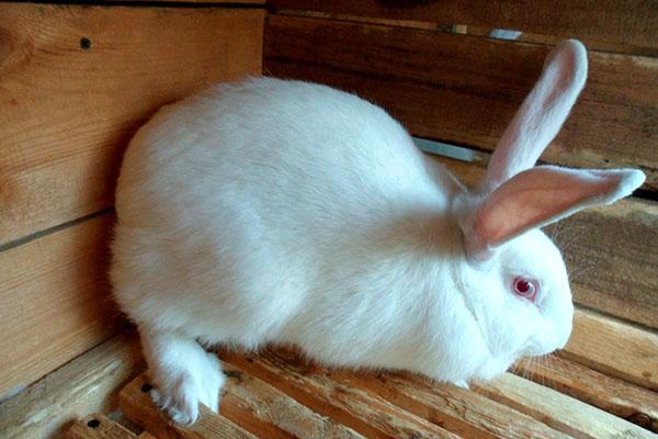 Gegant blanc de conill