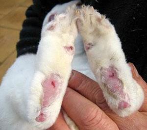 En kanin skadade tassarna i en bur