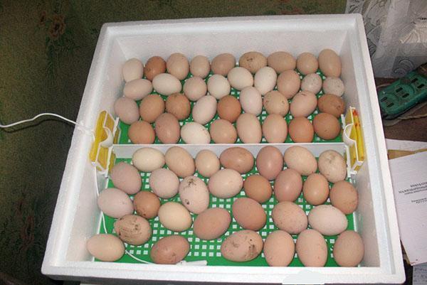 Ouă de pui într-un incubator