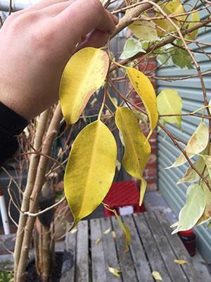 ใบไม้ Ficus เปลี่ยนเป็นสีเหลืองและร่วงหล่น