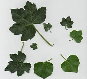 Murgröna blad av olika typer