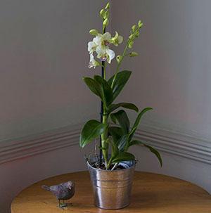 A Dendrobium orchidea virágozni kezd