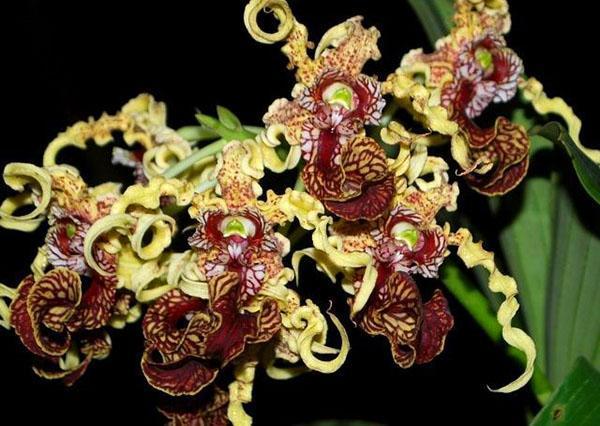 Ongewone bloei van dendrobium-orchideeën