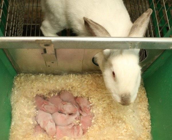 Conills acabats de néixer