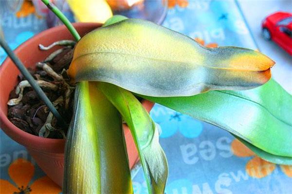 Phalaenopsis orkidé frostskada