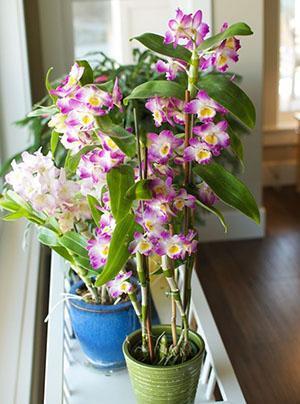 İç mekanda Dendrobium orkide