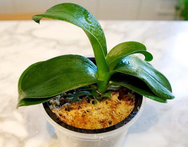 Een orchidee zonder wortels kan worden gered