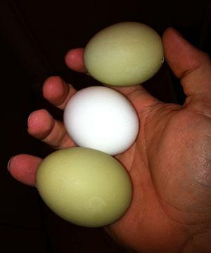 Inspectie van eieren vóór incubatie