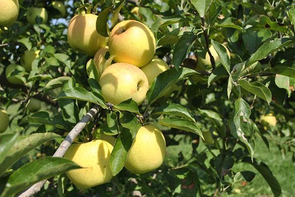 Glavni dio vrta zauzimaju stabla jabuka