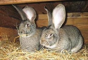 Paar konijnen