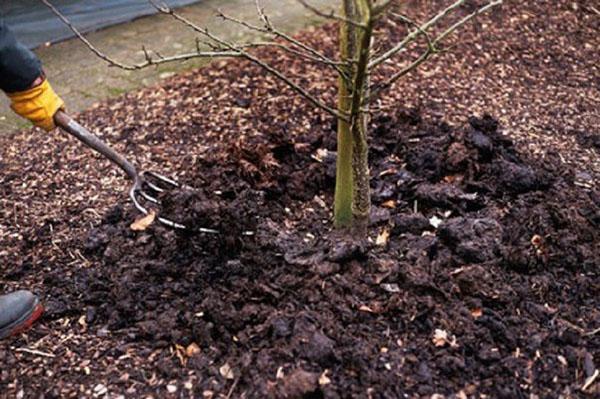 A talaj ásása humusz és tőzeg táplálása után