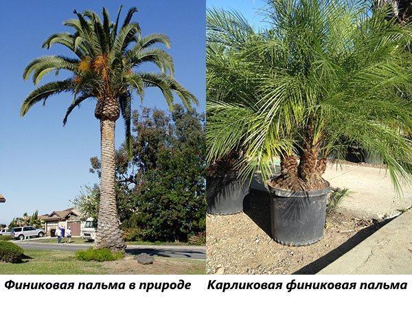 Datľová palma v prírode a trpasličia datľová palma