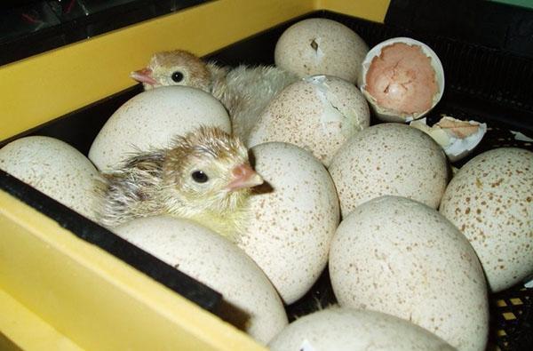 The first chicks arrive in the incubator