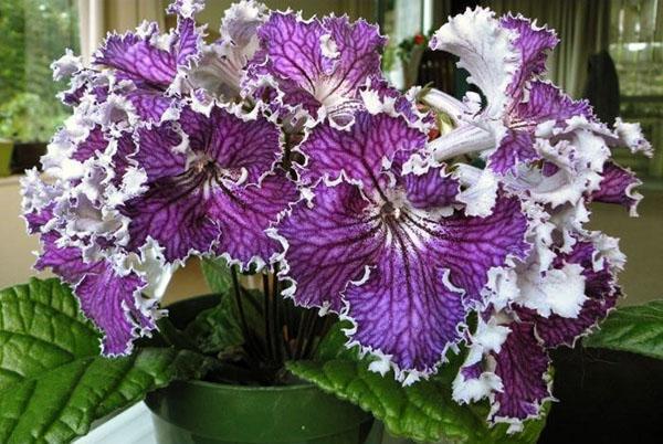 With good care, streptocarpus blooms are pleasing to the eye