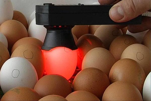 Checking eggs for fertilization