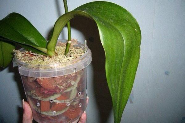 The plant needs a special substrate