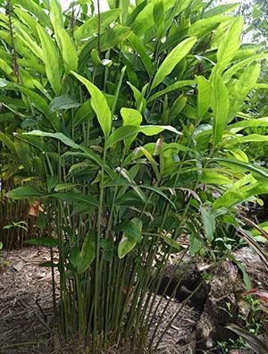 Đumbir raste u tropskim krajevima