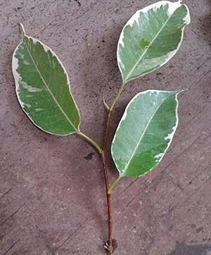 Rozmnażanie sadzonek Ficus Benjamin