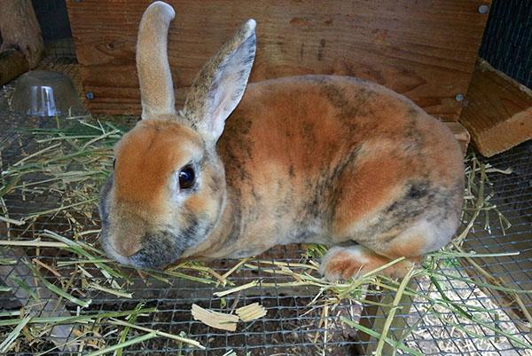 L'élevage de lapins attire de plus en plus l'attention des résidents d'été