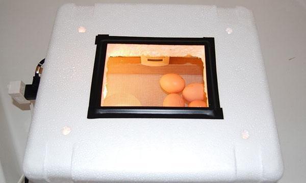 Homemade incubator at work