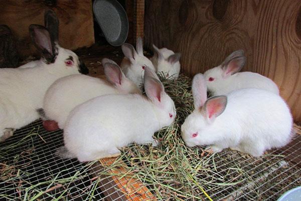 Mantendo coelhos em gaiolas