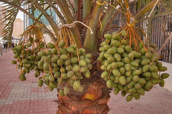 Los frutos de la palmera datilera maduran