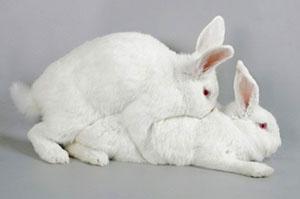 กระต่ายผสมพันธุ์